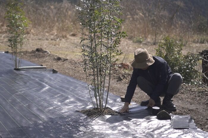 庭にシマトネリコを地植えしました 田舎暮らし3 0 ブログ