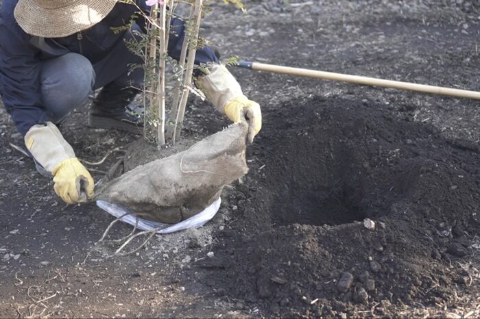 庭にシマトネリコを地植えしました 田舎暮らし3 0 ブログ