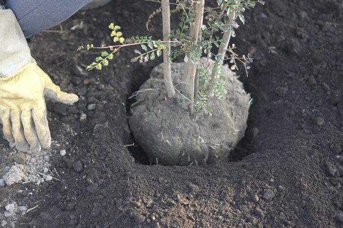 庭にシマトネリコを地植えしました 田舎暮らし3 0 ブログ