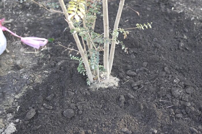 庭にシマトネリコを地植えしました 田舎暮らし3 0 ブログ