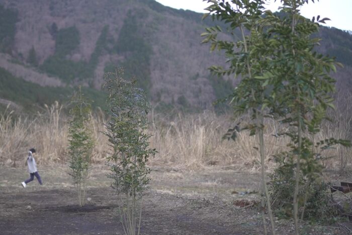 庭木にシマトネリコを植えたら見事に失敗 田舎暮らし3 0 ブログ