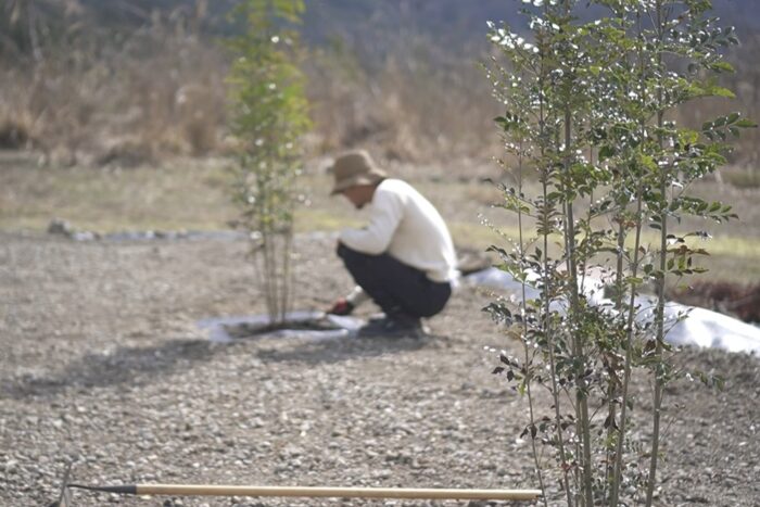 庭木にシマトネリコを植えたら見事に失敗 田舎暮らし3 0 ブログ