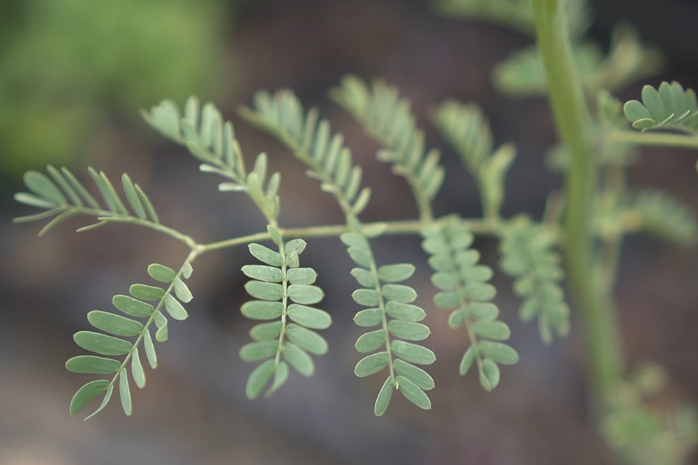 ミモザアカシアの苗を植え付けしました スペクタビリス 田舎暮らし3 0 ブログ