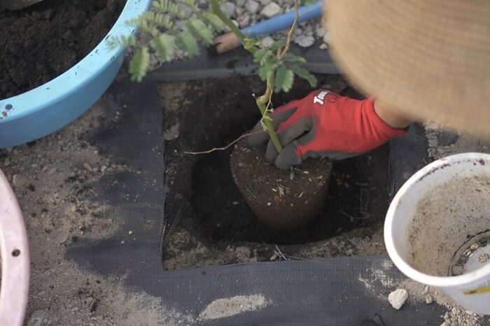 ミモザアカシアの苗を植え付けしました スペクタビリス 田舎暮らし3 0 ブログ