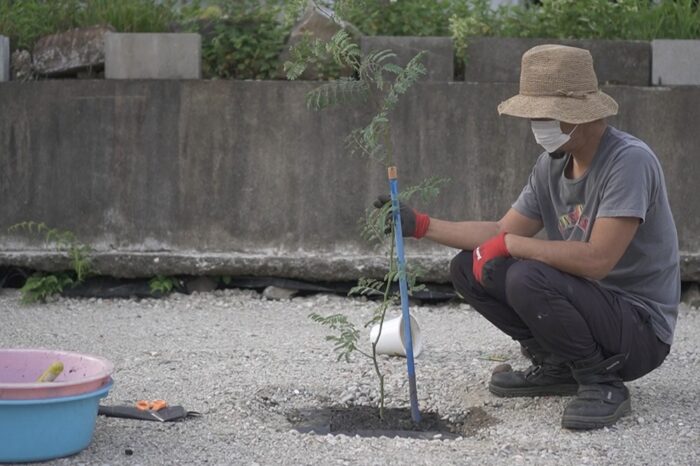 ミモザアカシアの苗を植え付けしました スペクタビリス 田舎暮らし3 0 ブログ