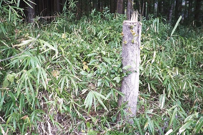 柿の木はミニチェーンソーで簡単に伐採できた！ | もじゃロックのDIY 